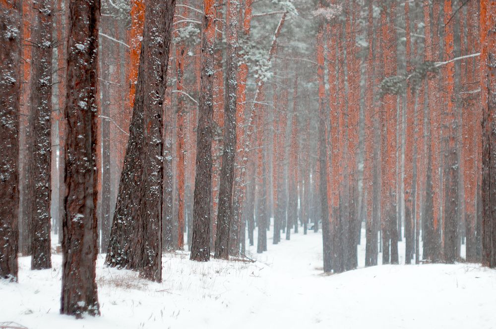 Photograph by Юрий Москалев