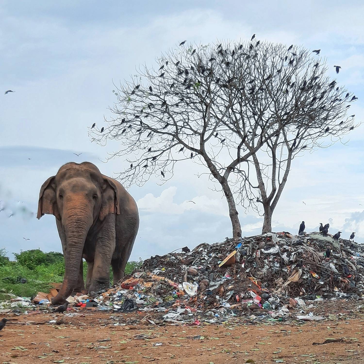 Elephant in peril