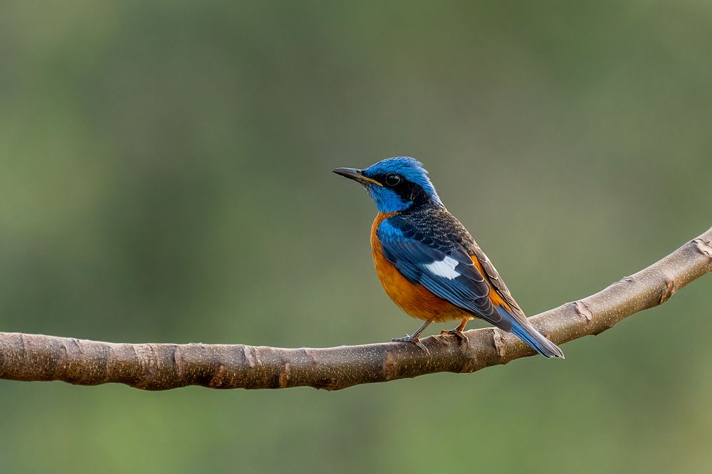 Фотография автора Naveen Kumar