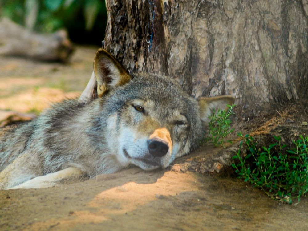 Дневной сон.