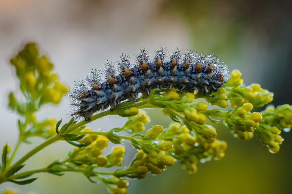 Фотография автора Роман Зайцев