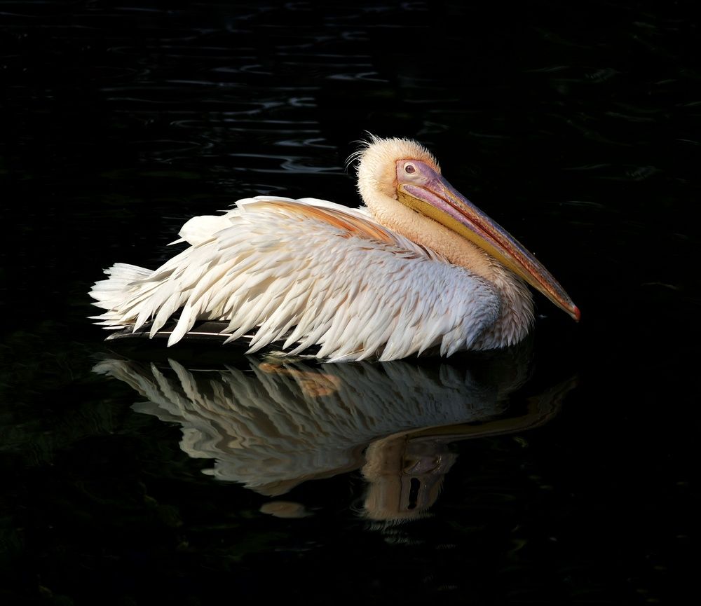 Photograph by Wesam hm Alrufaie