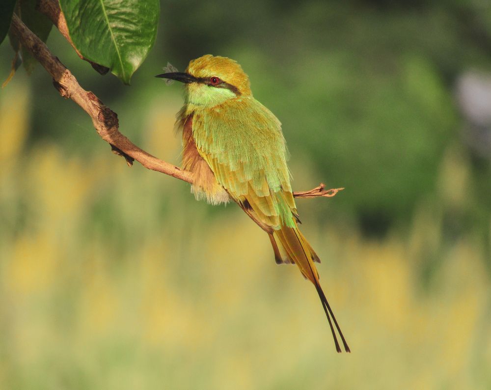 Фотография автора Furqan Hadier