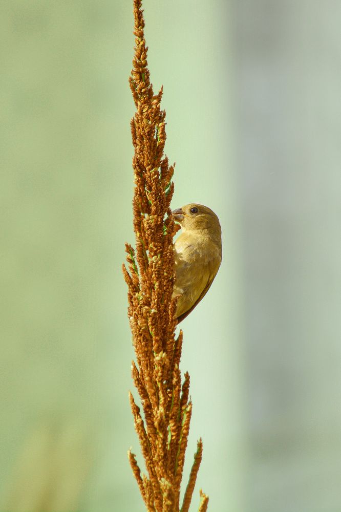 Photograph by Ramon Arnais Santana sanchez