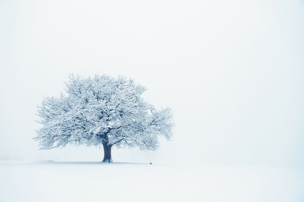 Photograph by Mihai Romeo Bogdan