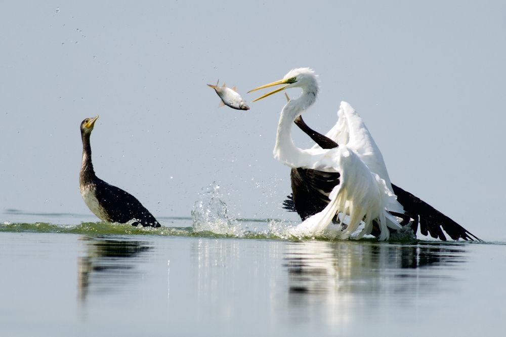 Photograph by advokatkijashko