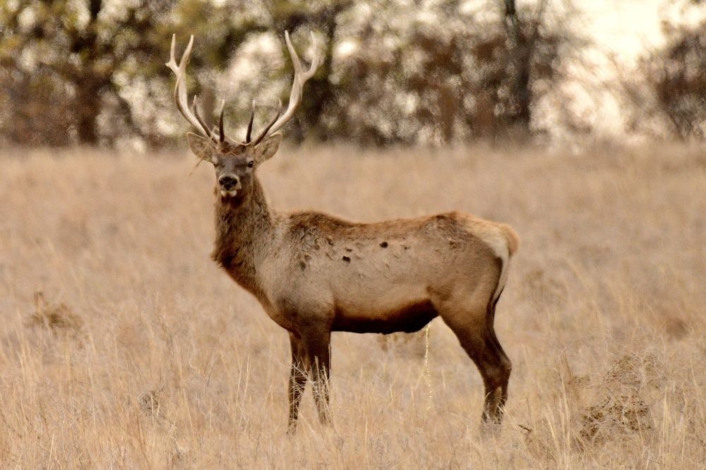 Photograph by advokatkijashko