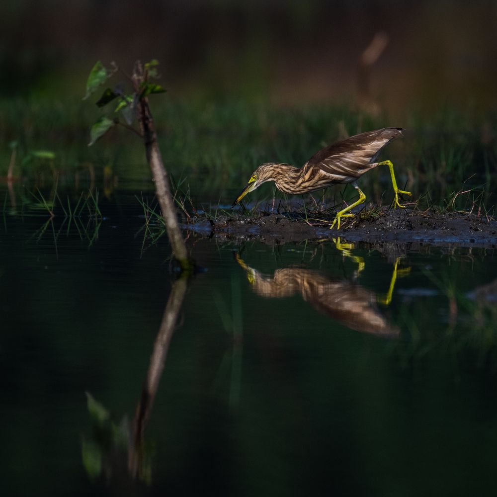 Фотография автора Sunny Saha Pramanick