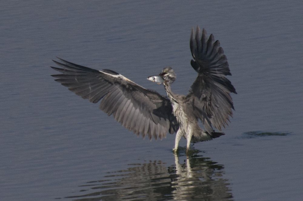 Серая цапля