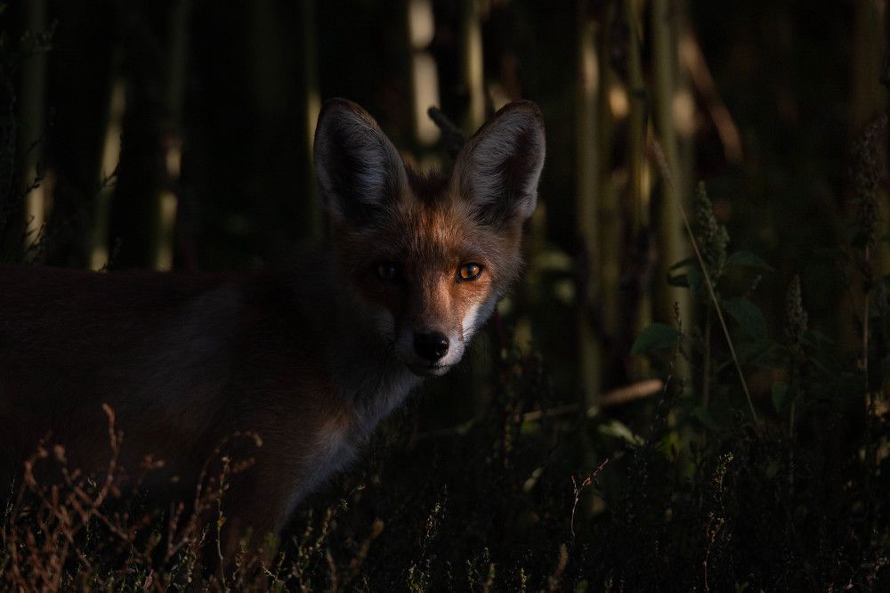 Photograph by Антон Лобачёв