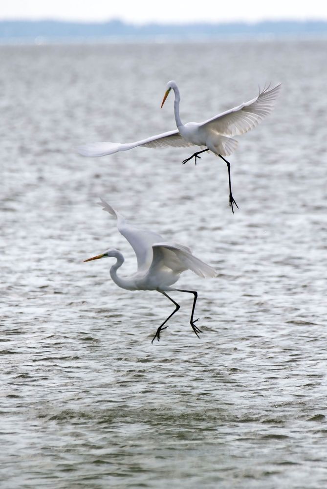 Любовные игры Белой Цапли