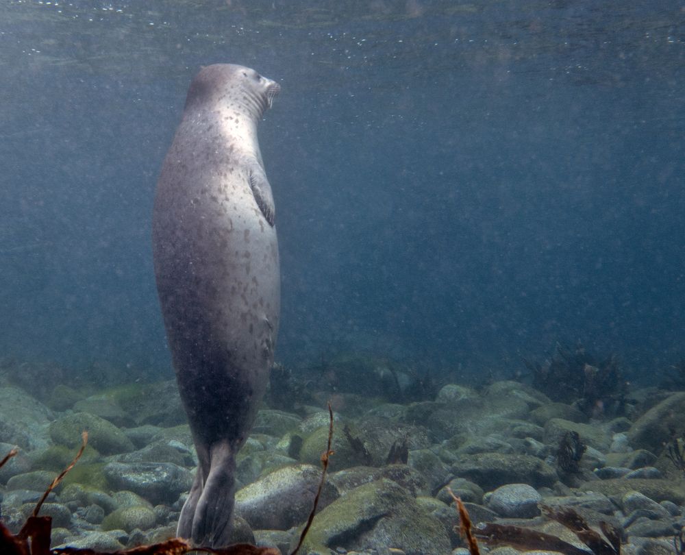 Оловянный солдатик.