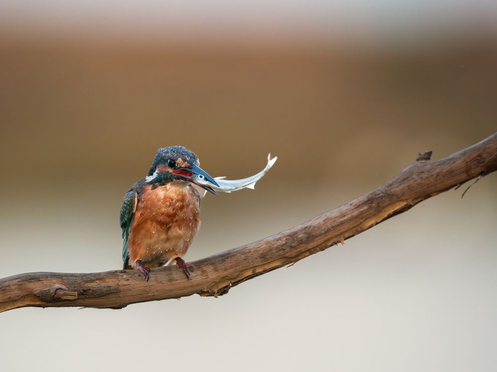 Photograph by Norberto Esteves