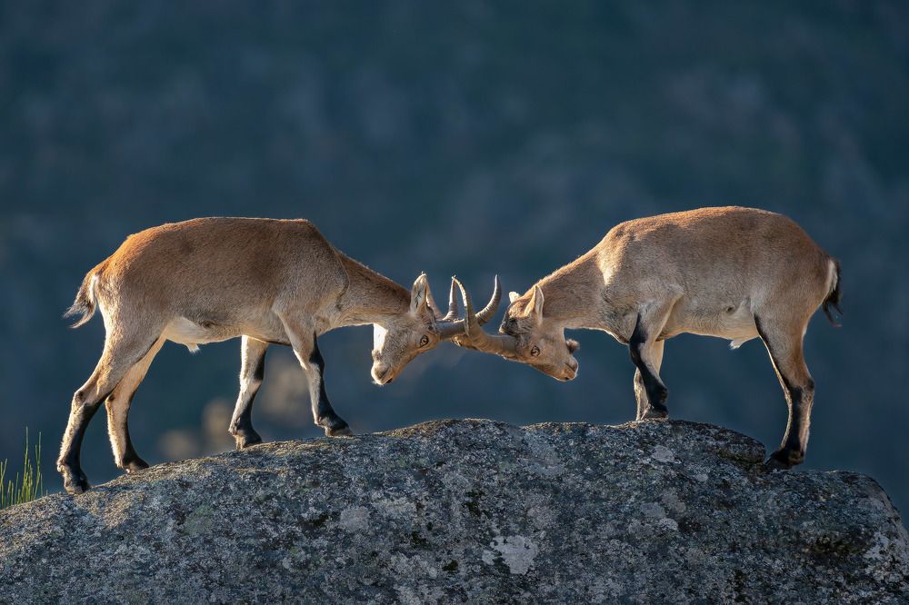 Photograph by Norberto Esteves