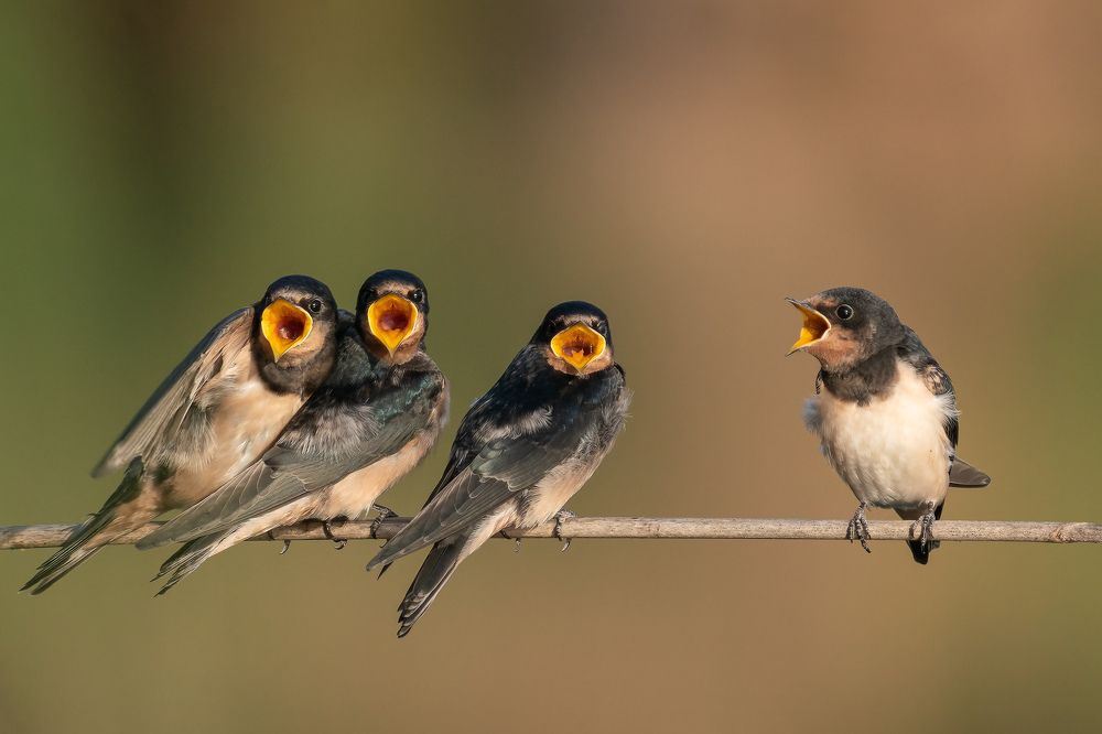 Photograph by Norberto Esteves