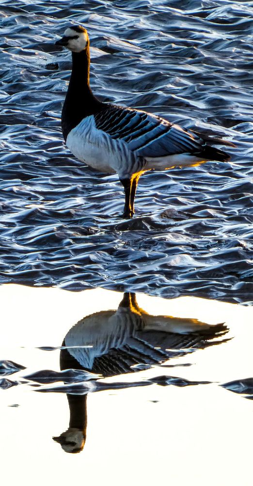 Фотография автора Michael Gault