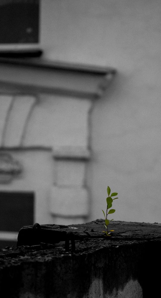 Photograph by Григорьев Кузьма