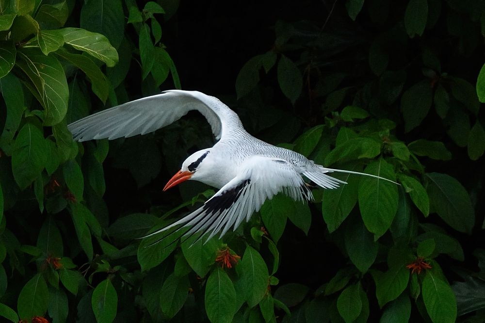 Photograph by Morring David