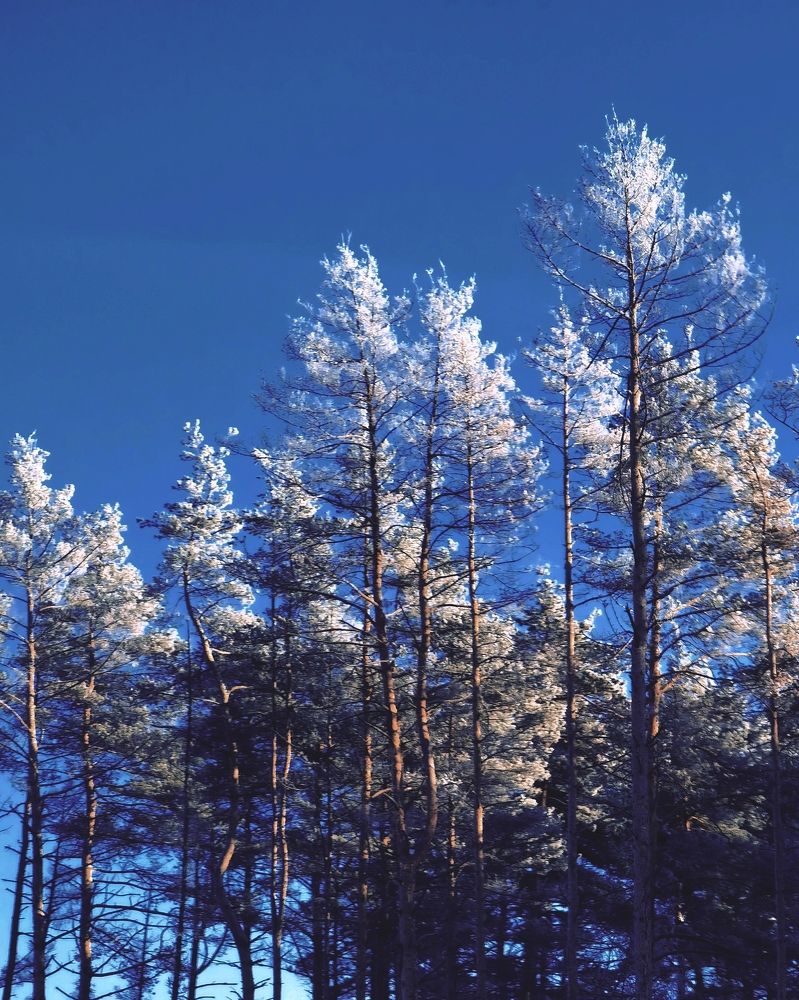 Photograph by Ольга