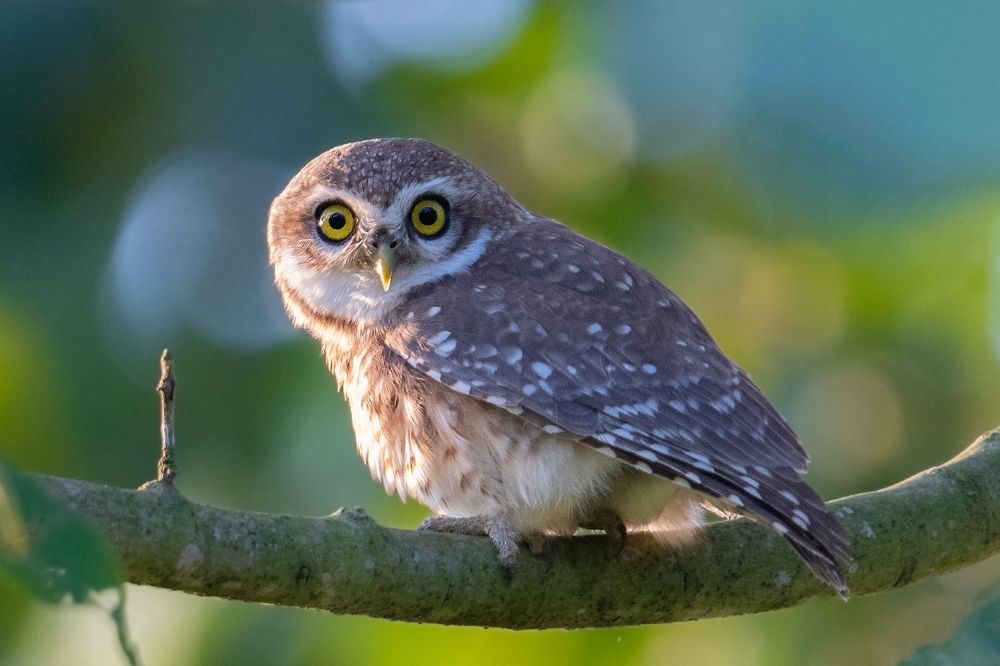 Photograph by Pinak Paul