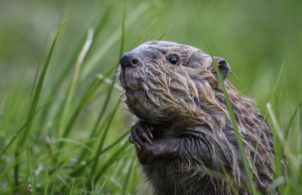 Photograph by Jorn Vangoidtsenhoven