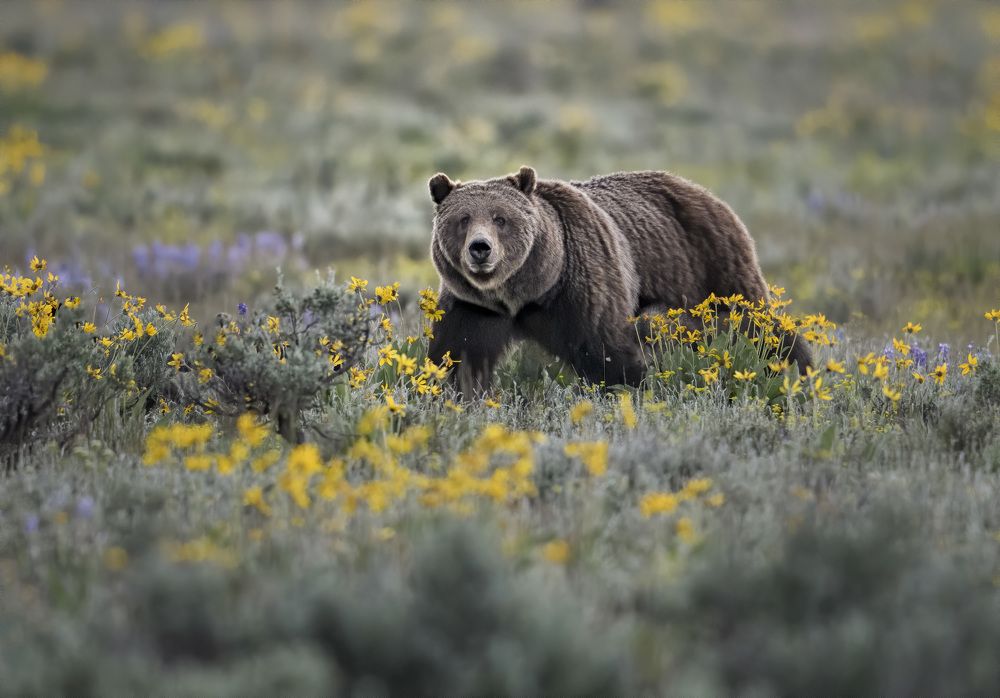 Photograph by Jorn Vangoidtsenhoven