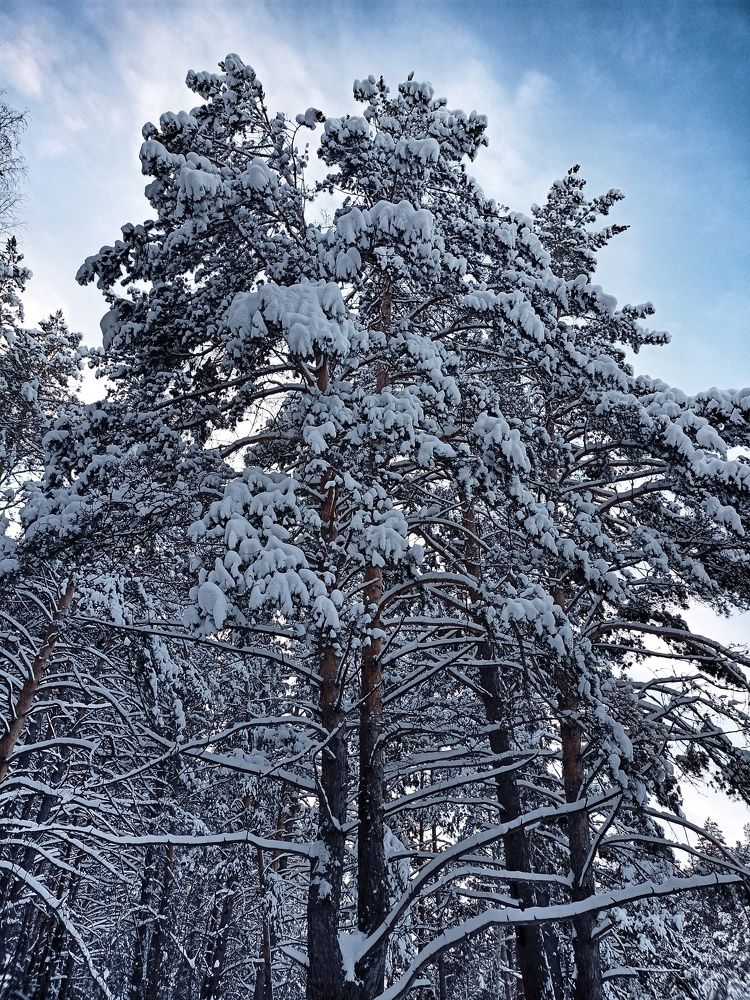Фотография автора Татьяна Шахова