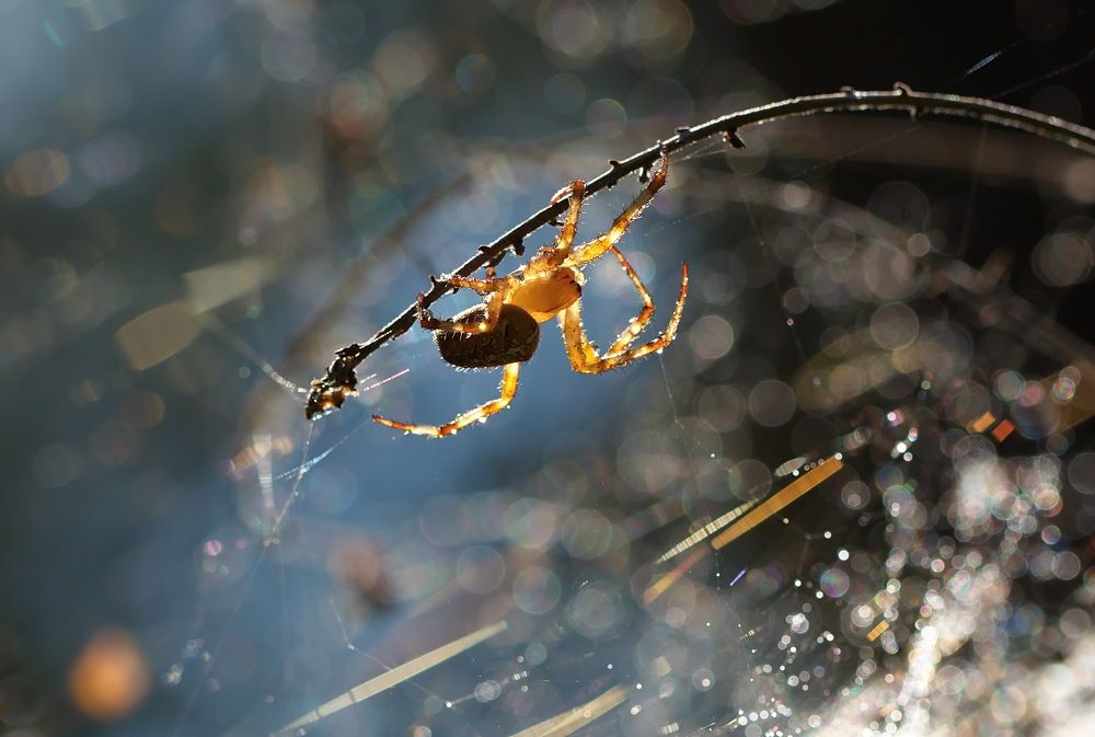 Photograph by Анатолий Васильев