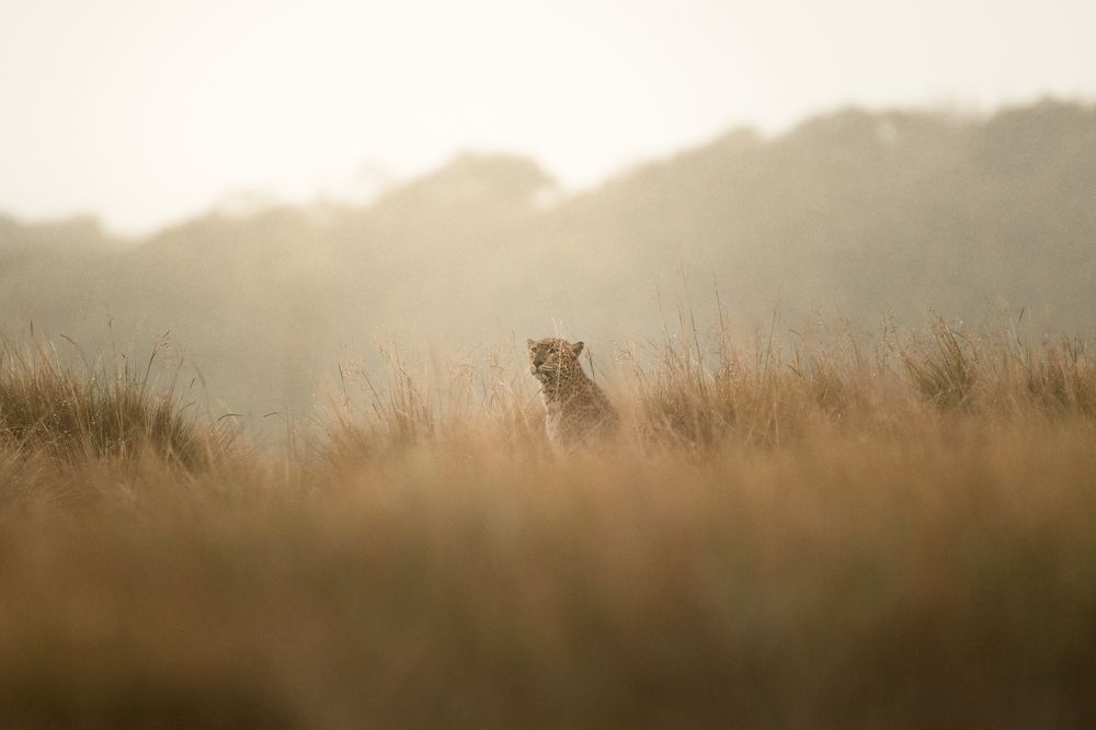 Ghosts in the Clouded Plains