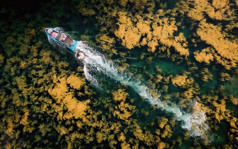 GOLDEN SEAWEED SEASON