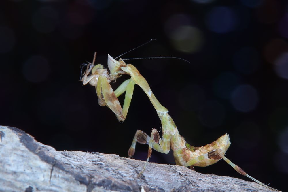 Photograph by zhiharn