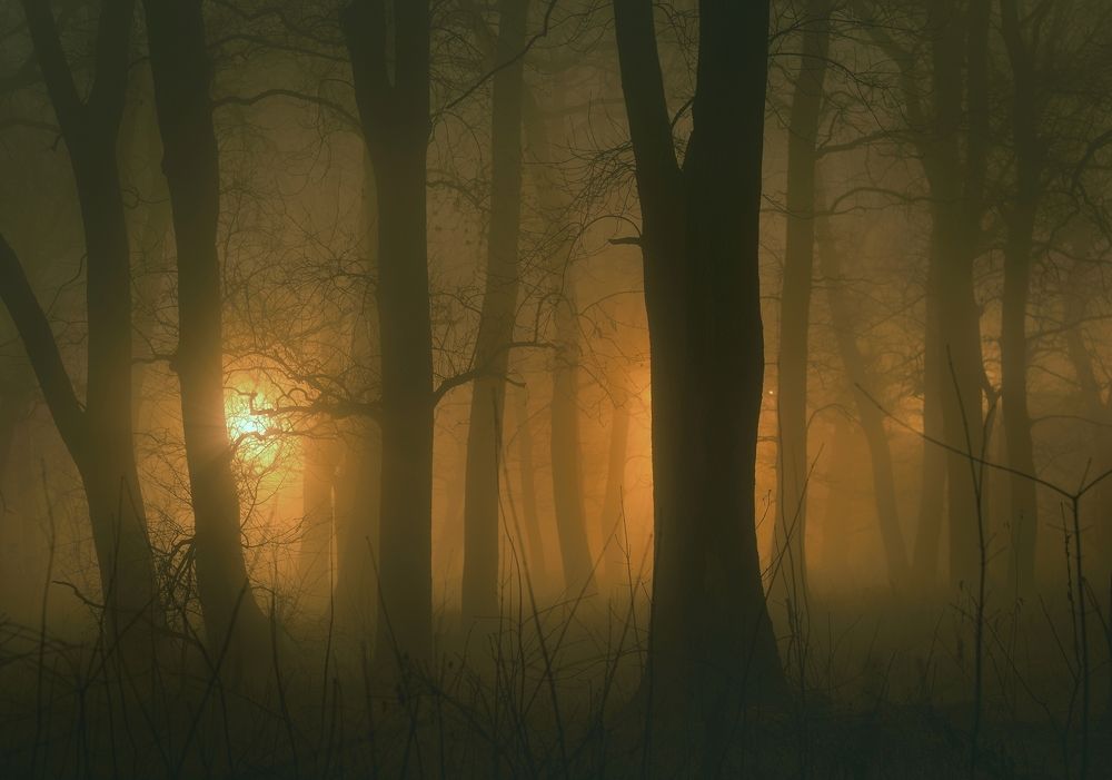 Ночь, фонарь, туман