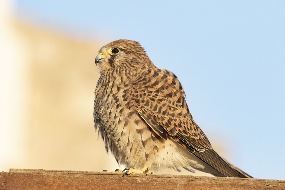 Photograph by Светлана Барабанщикова