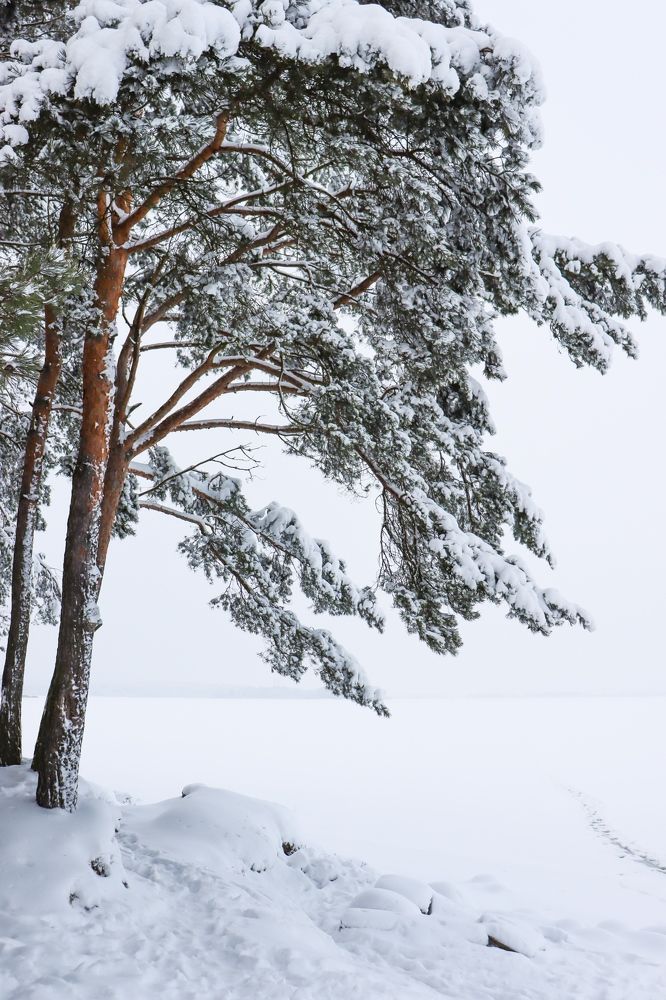 Снежные сосны на берегу озера.