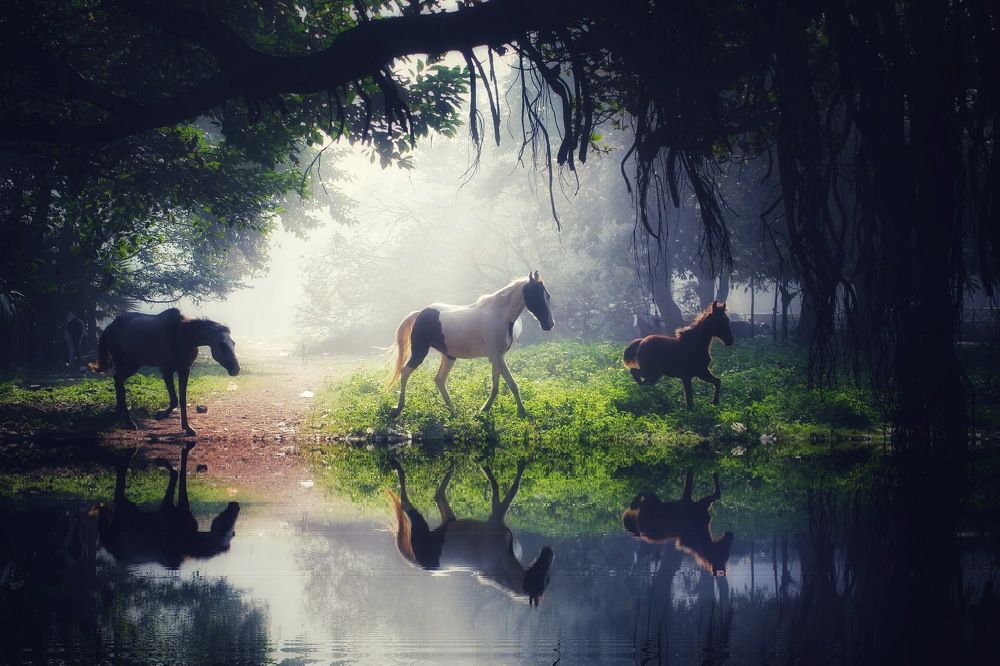 Photograph by DIBAKAR ROY