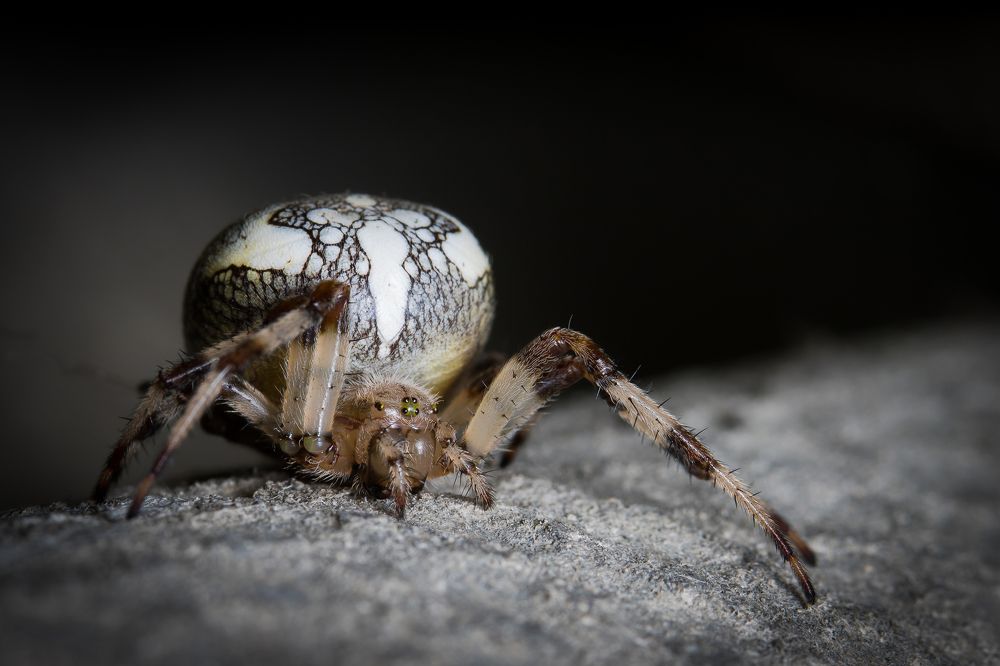 Photograph by Александр Рындин