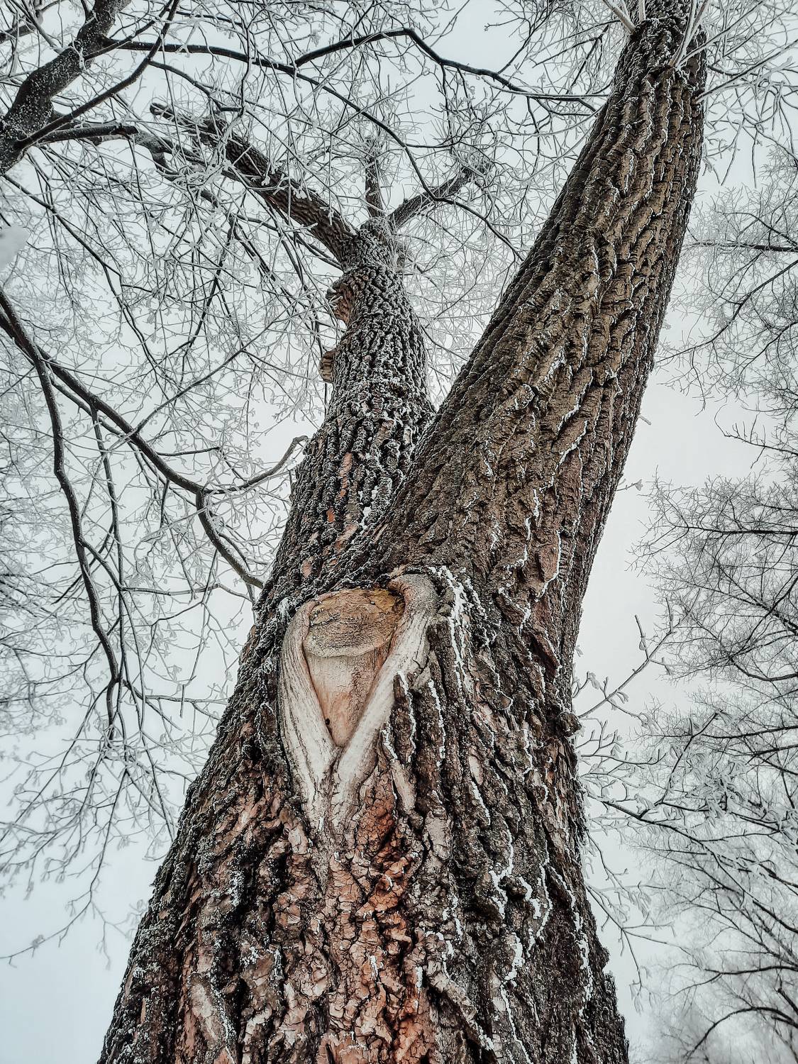 Photo #6990241