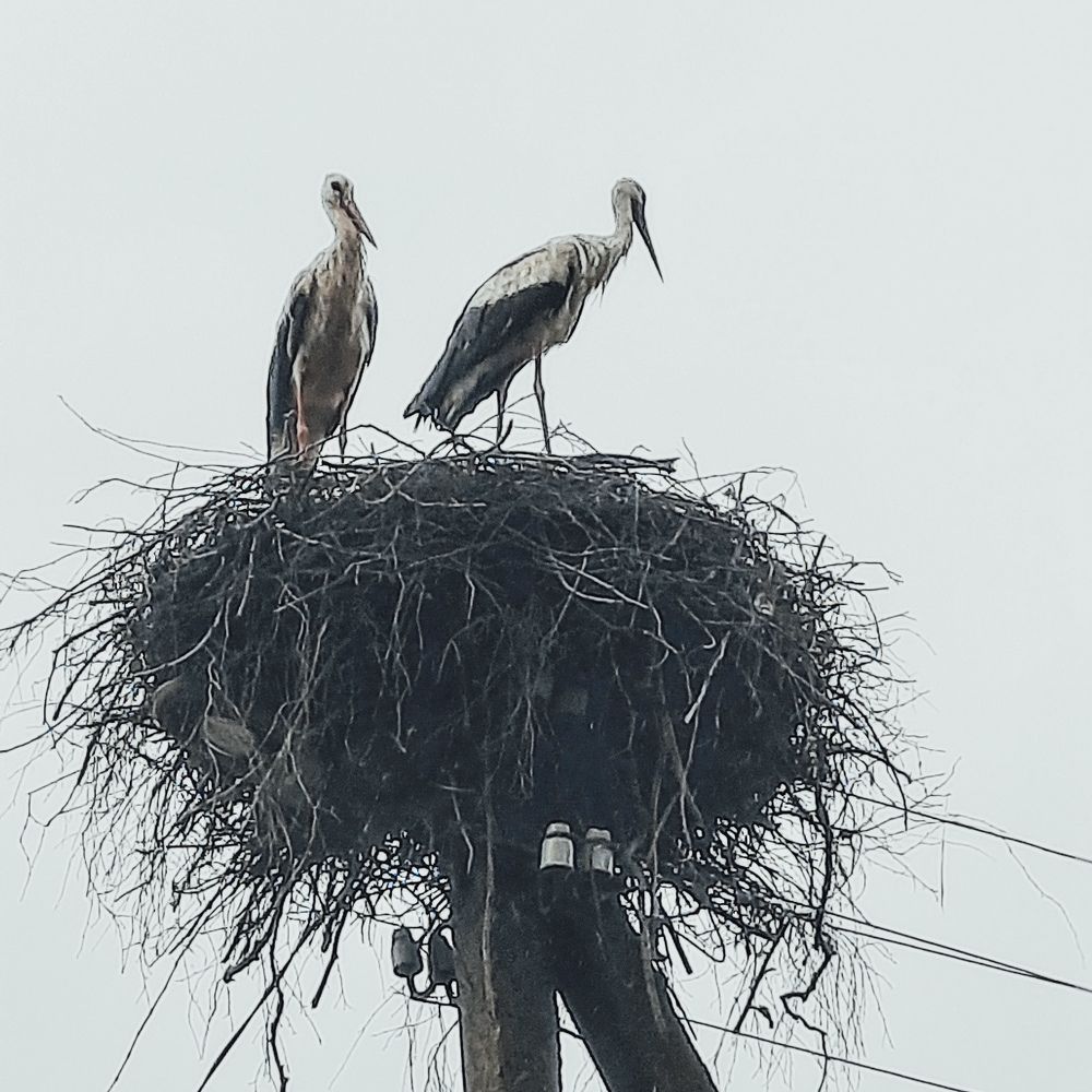 Photograph by Юлия Лебедева