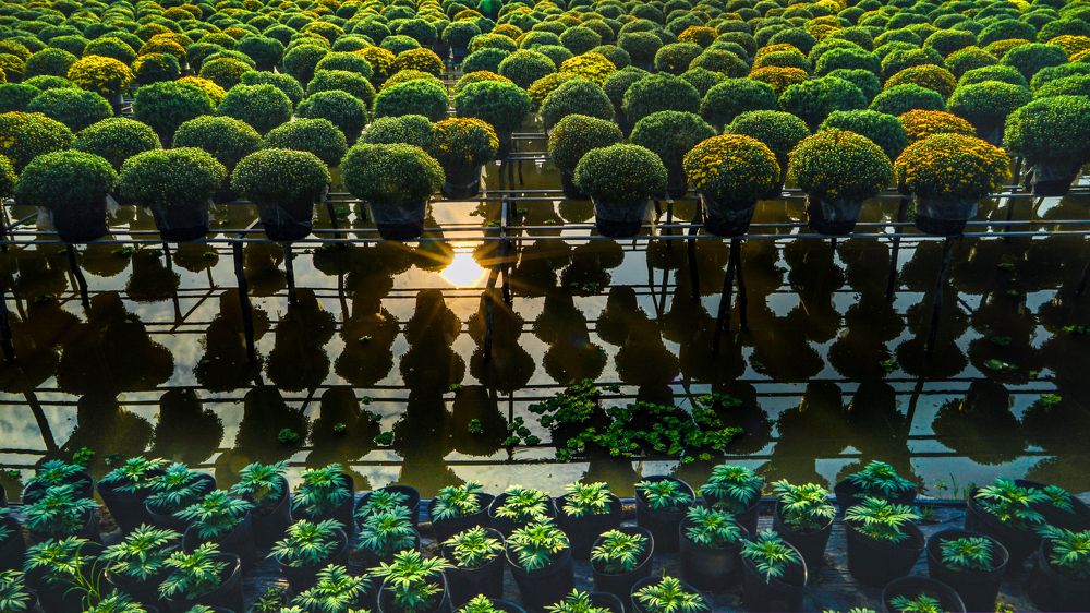 Photograph by NGUYEN THANH HAI