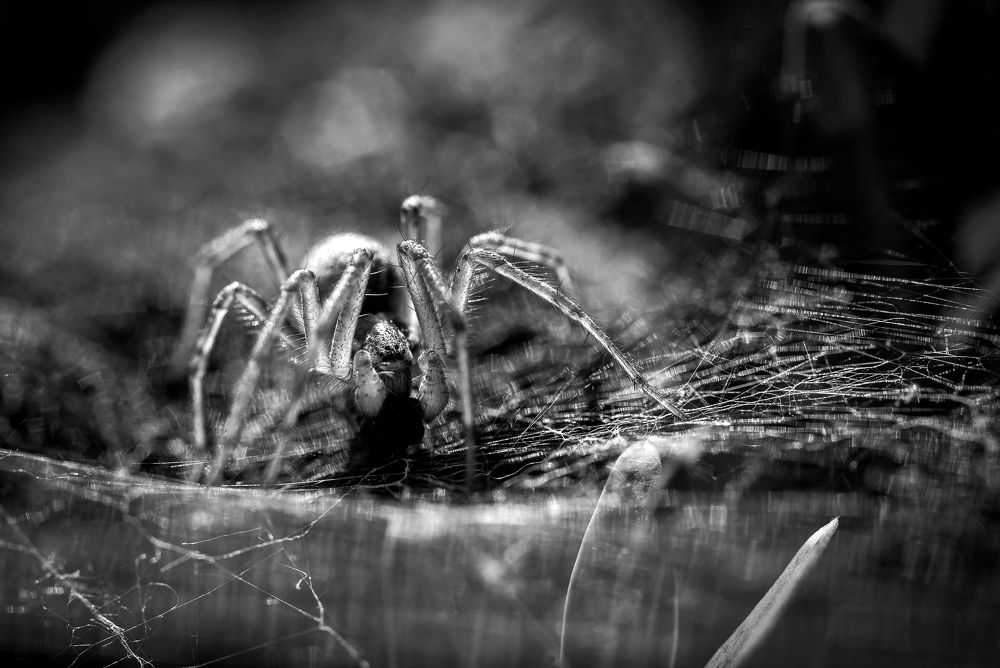 Photograph by Samir Kurtagić