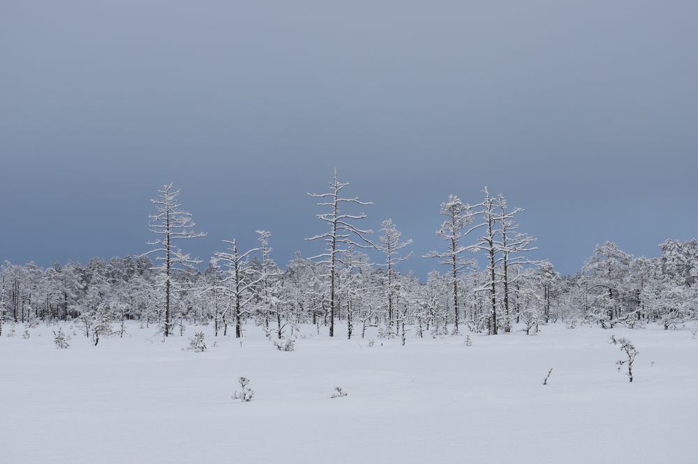 Photograph by Елена Шавшина