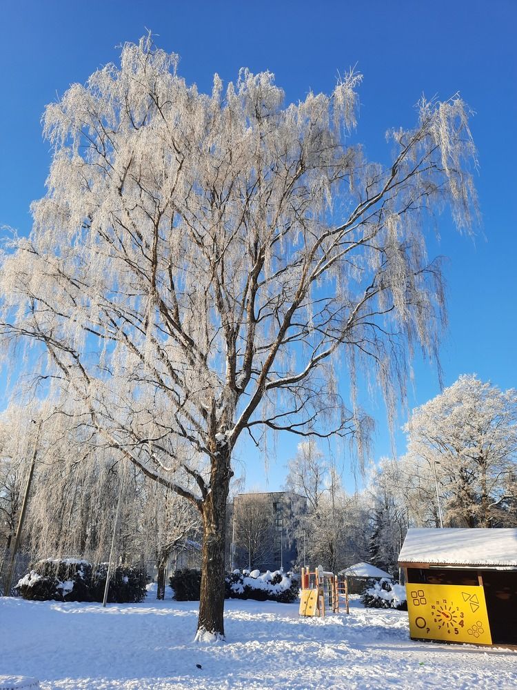 Ива серебристая под моим окном