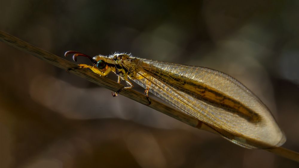 Думы мои, думы...