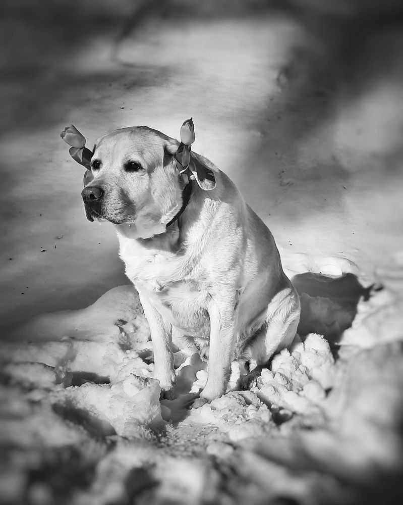 Ну?! И где моя женщина?!