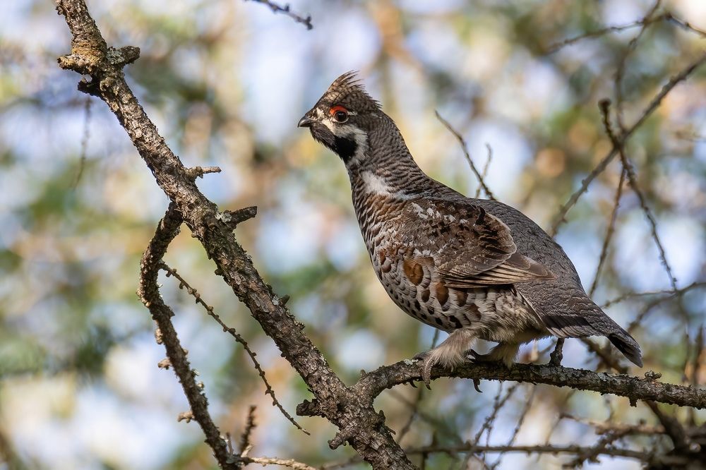 Photograph by Дина Нестеркова