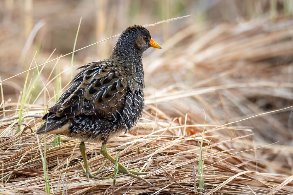 Photograph by Дина Нестеркова