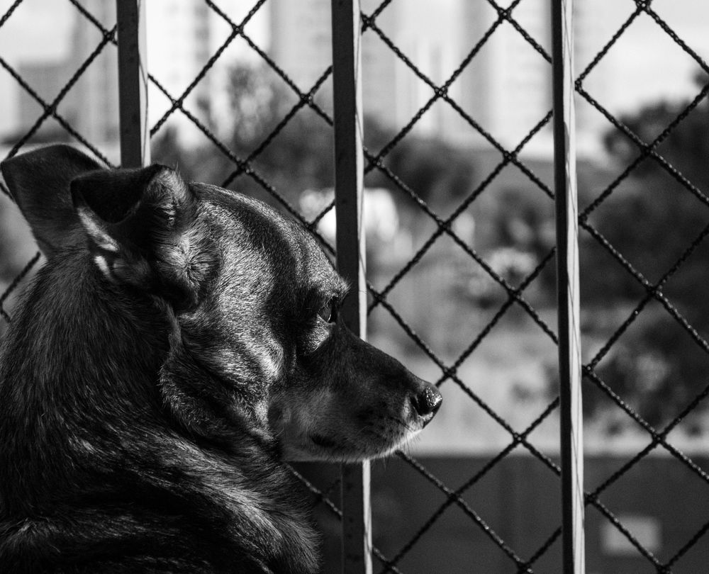 Pandemic times - 2nd year