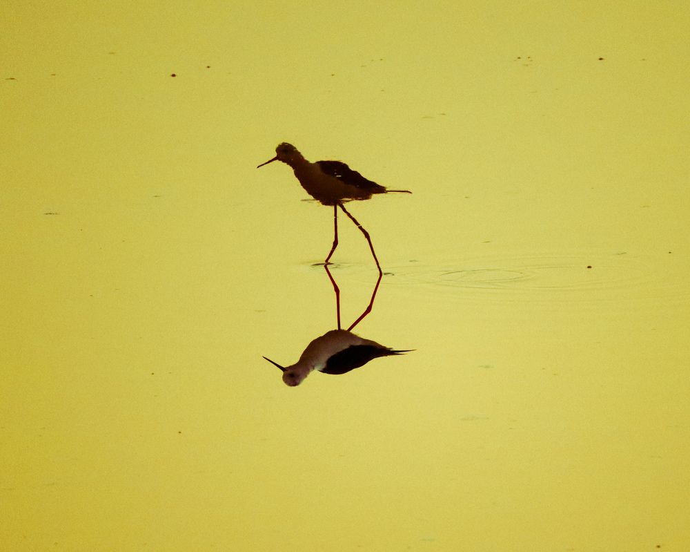 Photograph by Rishikesh Budhbhatti