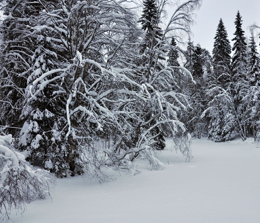 Фотография автора Елена Лицис