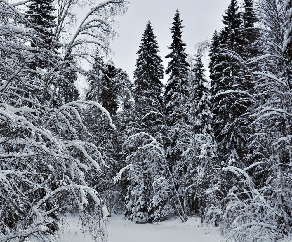 Фотография автора Елена Лицис